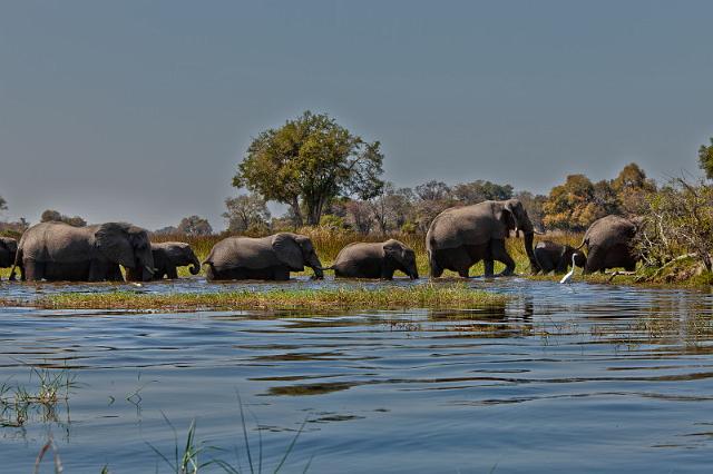 072 Okavango Delta, olifanten.jpg
